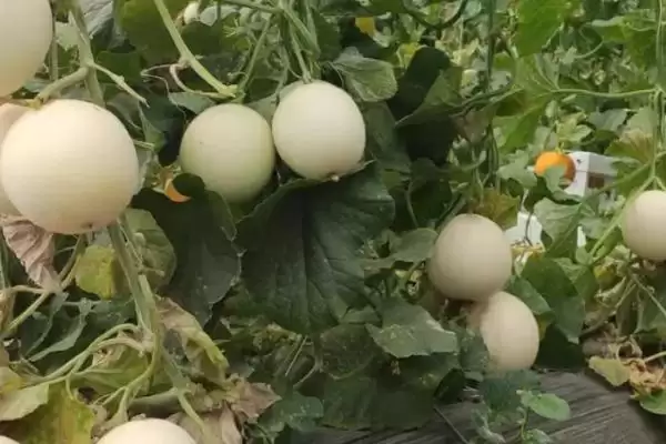 图片[4]-种哪些作物亩收入可达到上万元，西瓜、草莓、甜瓜等水果均为适宜选择？-会东网