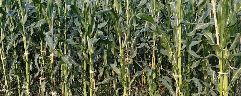 先达407玉米品种特性及高抗丝黑穗病情况？-会东网