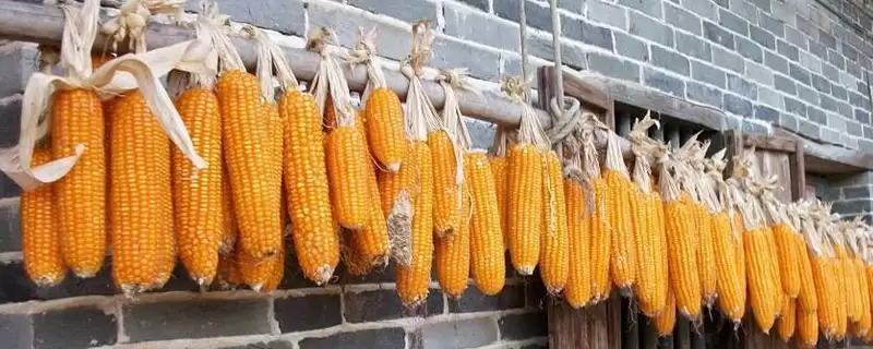 新玉57号玉米种子特征特性及灌浆水和病虫害防治要点?-会东网