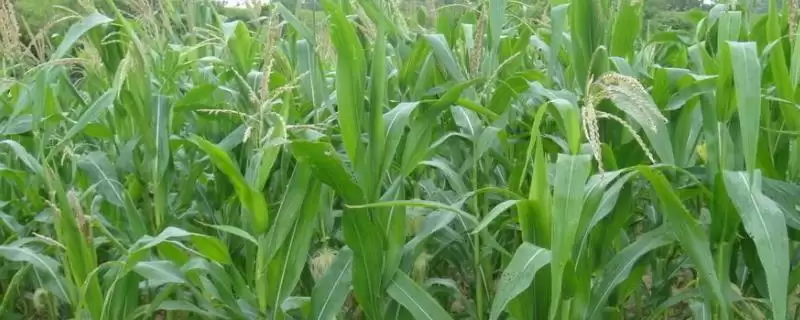 宣宏18玉米种子特征特性及每亩播种要点?-会东网