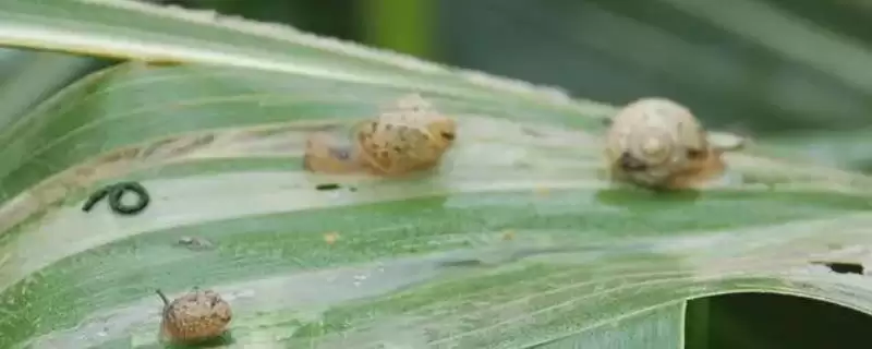 玉米地蜗牛打药多长时间能死(玉米地打药杀蜗牛多久能起效)？-会东网
