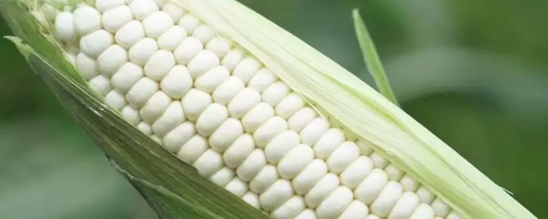 香甜糯938玉米种子特点及种植密度要点?-会东网