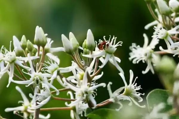 图片[3]-折断有白色乳汁的植物有哪些，常见的有通奶草、鹅绒藤等？-会东网