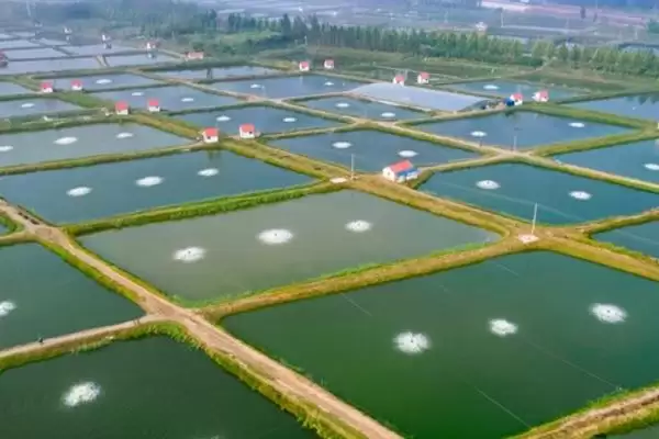 图片[6]-硝磺草酮除草范围：阔叶草和一些禾本科杂草要点？-会东网