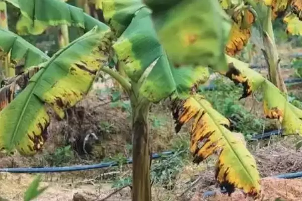 图片[5]-香蕉病虫害及防治方法：不同病虫害不同防治要点？-会东网