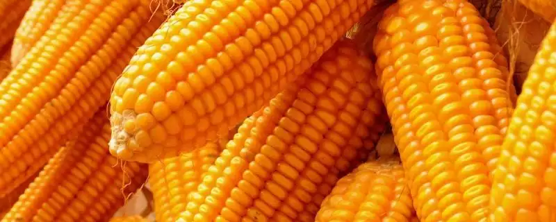 正红311玉米种子啥情况(正红311玉米种子中抗茎腐病)?-会东网