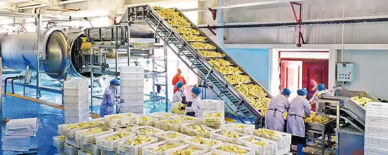 玉米能加工哪一些产品(玉米可以加工成哪些常见产品)?-会东网