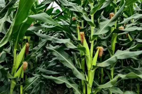 图片[2]-种植玉米保险赔偿标准是多少(种植小户玉米保险赔偿标准为每亩400元)？-会东网