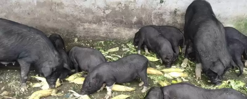 小麦能否代替玉米喂猪及添加比例要点？-会东网