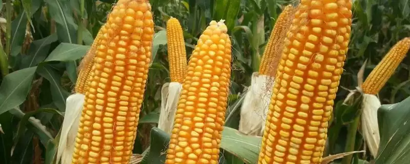 扬甜2号玉米品种的特性(扬甜2号玉米品种特性是什么)？-会东网