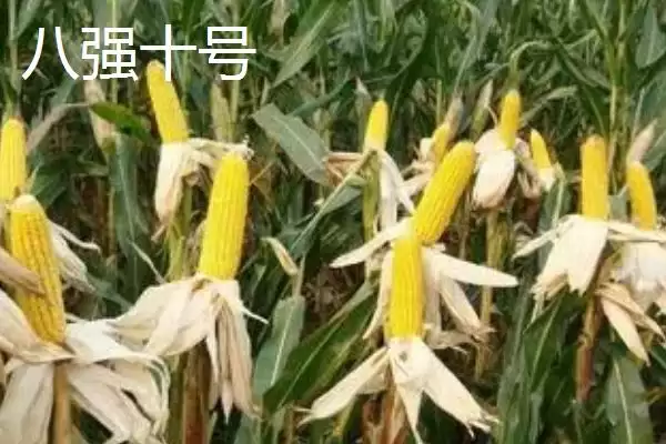 图片[11]-种什么玉米品种好，登海533、和育187、先玉1225等品种均为合适的选择？-会东网
