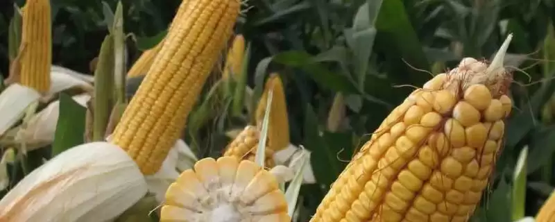 中单685玉米种子啥情况(中单685玉米种子中抗茎腐病)?-会东网