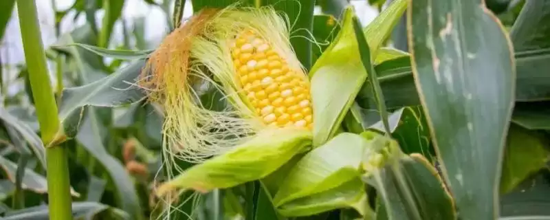 西单3号玉米品种简介及中抗纹枯病情况?-会东网
