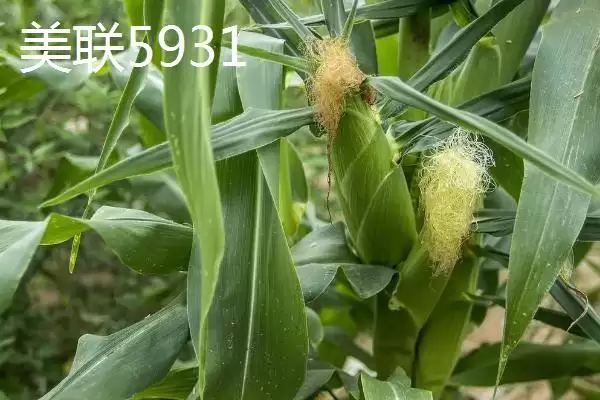 图片[6]-种什么玉米品种好，登海533、和育187、先玉1225等品种均为合适的选择？-会东网