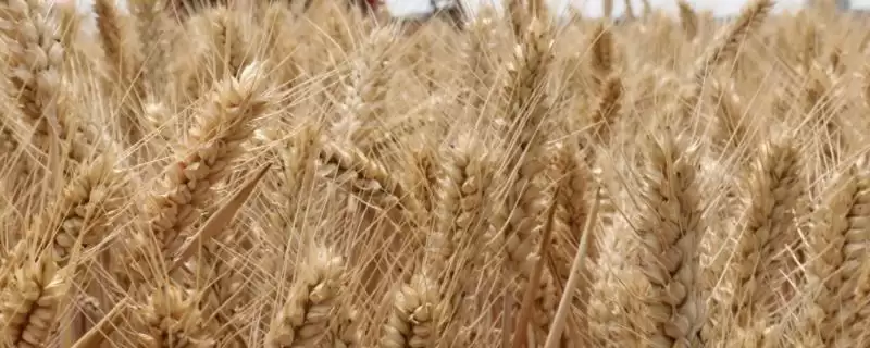 小麦播种前准备工作及确保一播全苗要点?-会东网