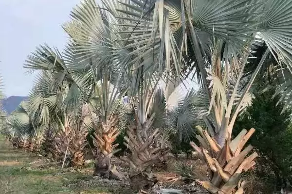 图片[6]-棕榈树的种植技术有哪些(棕榈树种植需从壮年树上采种)？-会东网