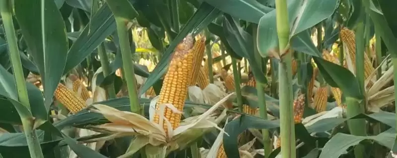 西大881玉米种子特点及亩植密度要点?-会东网