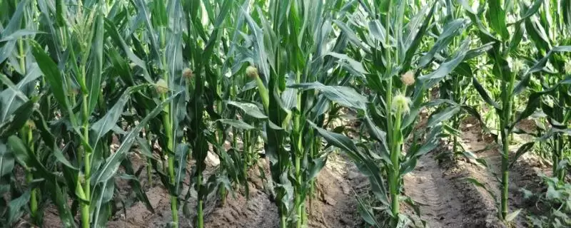 玉米高产种植技术(玉米高产种植技术要点有哪些)?-会东网