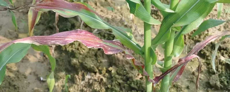 玉米缺磷有哪些表现(玉米缺磷的具体表现是什么)？-会东网