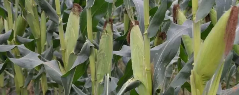 新农玉6328玉米品种特性及防治玉米螟要点？-会东网