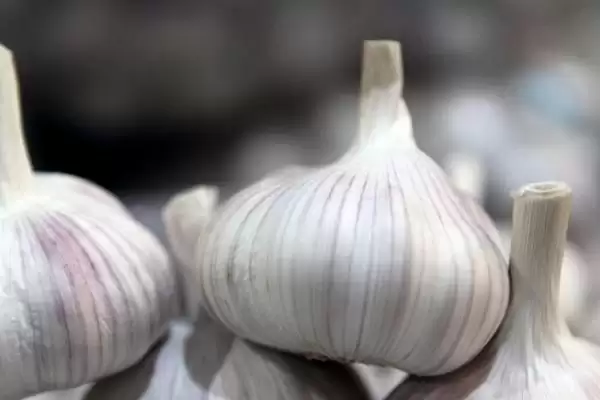 图片[3]-有哪些须根系植物(常见须根系植物有哪些)？-会东网