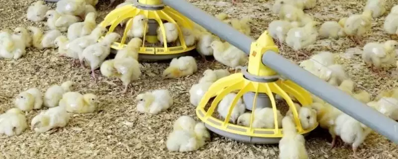 小鸡孵化后喂食时间及开食要点？-会东网