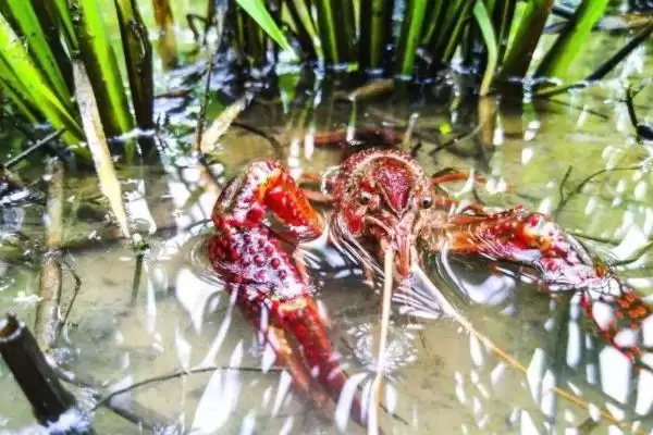 图片[13]-小龙虾怎么养殖(小龙虾养殖需清塘消毒、培育浮游生物后放虾苗)？-会东网