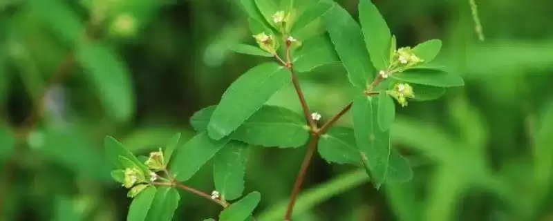 折断有白色乳汁的植物有哪些，常见的有通奶草、鹅绒藤等？-会东网