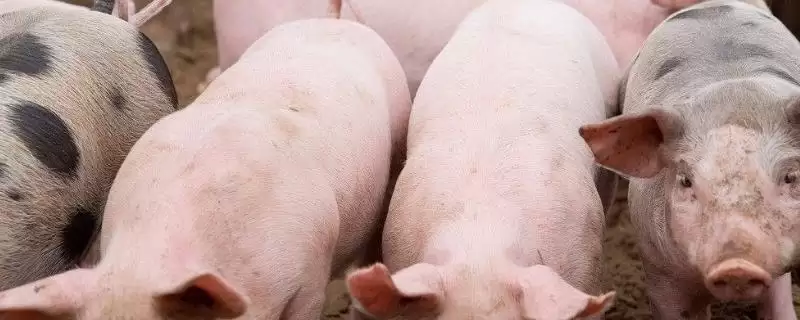 猪心的挑选方法有哪些(猪心颜色发黑表示放置时间过久)?-会东网