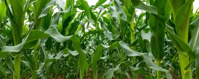 亚象819玉米种子特征特性及中等以上肥力地块选择要点？-会东网
