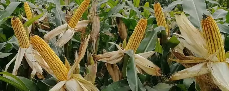 雄玉1587玉米种子特征特性及播种时间要点?-会东网