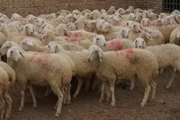 图片[5]-怎么养殖高腿小尾寒羊(养殖高腿小尾寒羊的方法有哪些)？-会东网