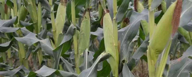 新丹125玉米种子简介及北疆春播全生育期灌水要点?-会东网