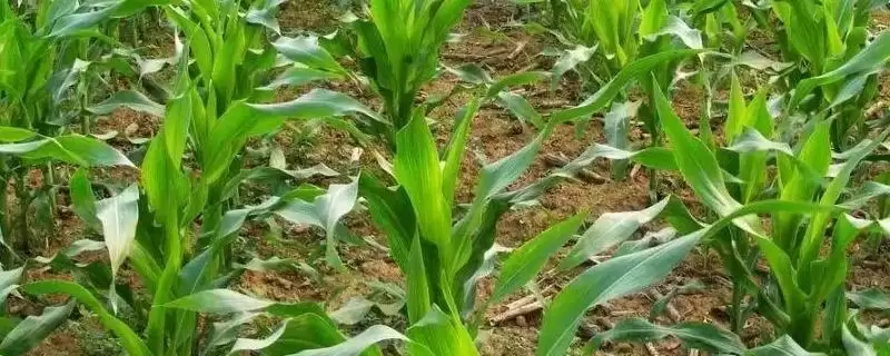 长玉16号玉米种子有啥特点(长玉16号玉米种子亩植密度3000株左右)？-会东网