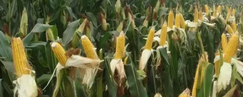玉米患有锈病青贮后可以喂牛羊吗(患锈病青贮玉米能否喂牛羊)?-会东网