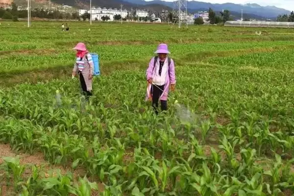 图片[3]-玉米苗期可以喷哪种叶面肥(玉米苗期适用的叶面肥有哪些)？-会东网
