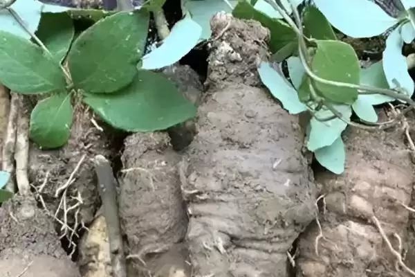 图片[4]-折断有白色乳汁的植物有哪些，常见的有通奶草、鹅绒藤等？-会东网