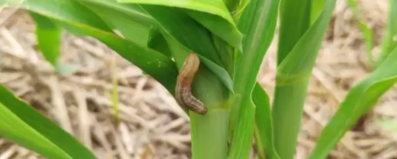 玉米常见的虫害(玉米常见虫害都有哪些种类)?-会东网