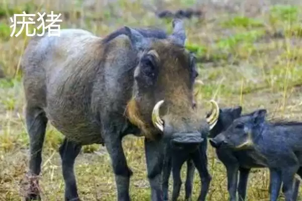 图片[2]-疣猪和野猪有什么区别(疣猪和野猪区别是什么)？-会东网
