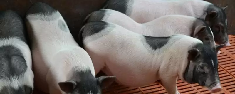 小香猪母猪配种时间及三个月可配种要点?-会东网