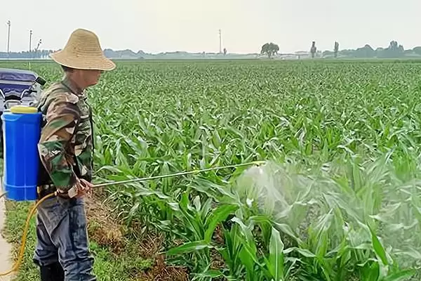 图片[5]-硝磺草酮除草范围：阔叶草和一些禾本科杂草要点？-会东网