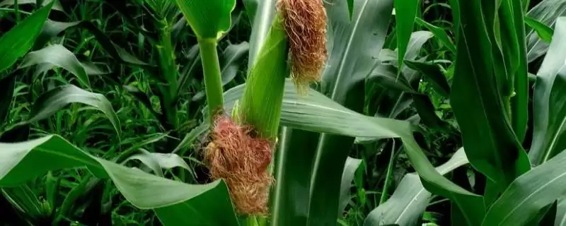 先玉1141玉米种子特点及防治黑粉病及茎基腐病要点？-会东网