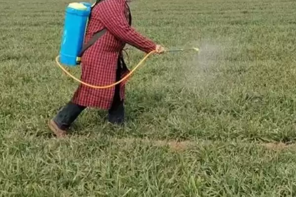 图片[4]-怎么使用小麦除草剂(使用小麦除草剂的方法和要点有哪些)？-会东网
