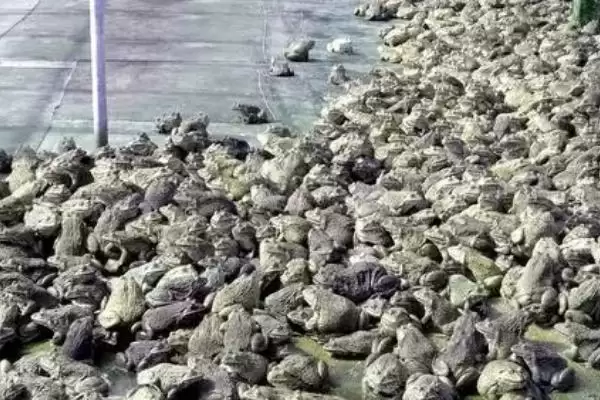 图片[2]-养殖林蛙需要办理什么手续(养殖林蛙需办哪些手续)？-会东网