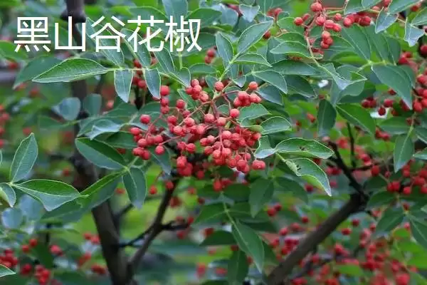 图片[6]-重庆市綦江有啥特产(重庆市綦江特产黑山方竹笋为中国独有)？-会东网