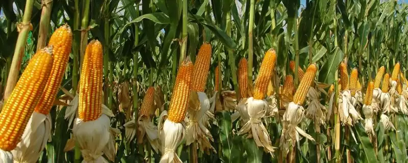 雅玉88玉米品种简介及中抗弯孢霉叶斑病情况？-会东网