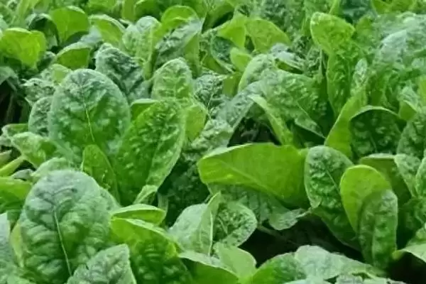 图片[4]-种植地黄的利润有多少(种植地黄一亩地收益为5000-7000元左右)？-会东网