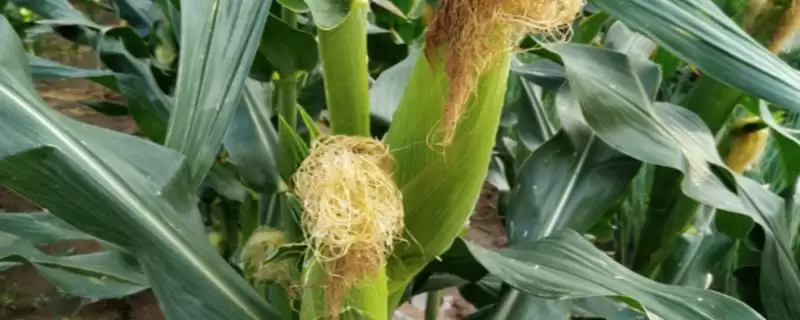 鑫鑫2号玉米种简介及中抗穗腐病情况?-会东网