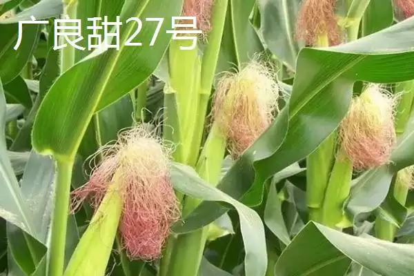 图片[10]-有哪些品质好的玉米种(品质好的玉米种有哪些推荐)？-会东网