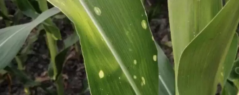 玉米圆斑病的症状(玉米圆斑病的症状表现有哪些)?-会东网